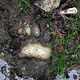 Illustration for article titled What Animal Tracks Mean For You